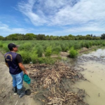 El Niño pone en jaque al agro peruano: Más de 7.3 millones de hectáreas en riesgo por lluvias intensas
