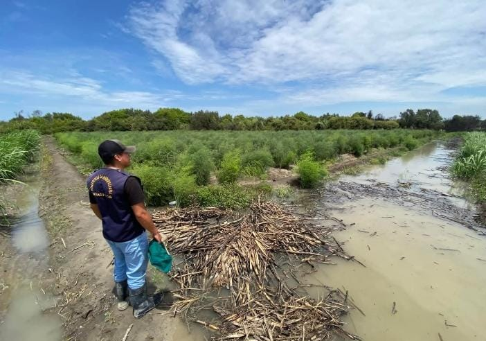El Niño pone en jaque al agro peruano: Más de 7.3 millones de hectáreas en riesgo por lluvias intensas